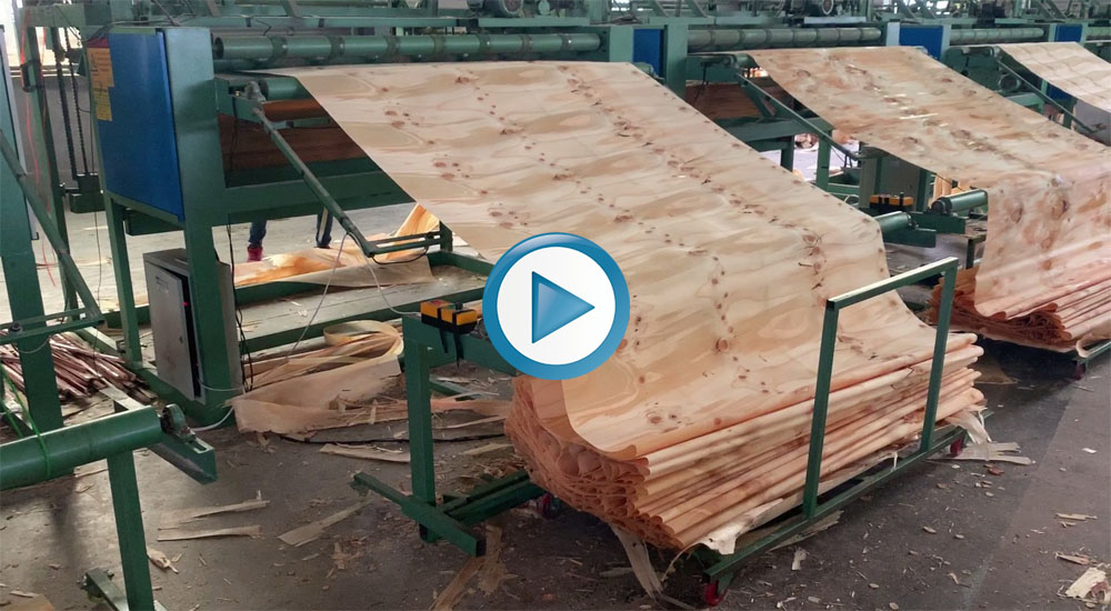 face / core veneer guillotine face veneer scissors working video